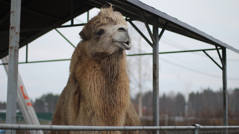 Карельский зоопарк