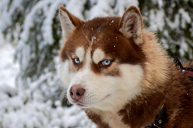 Новогодние хиты Карелии из Москвы Фото Новогодние хиты Карелии из Москвы