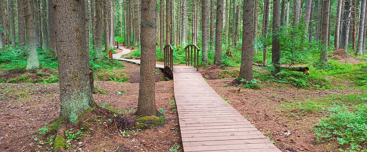 Экотропа Комаровский берег